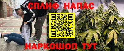 стаф Дубна